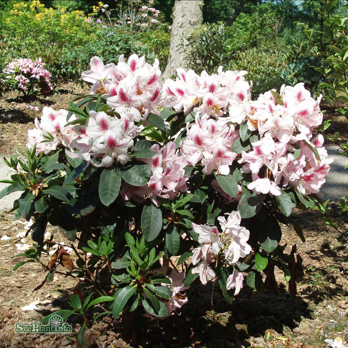 Rhododendron (Caucas.) 'Furnivalls Daughter' C6 30-40cm