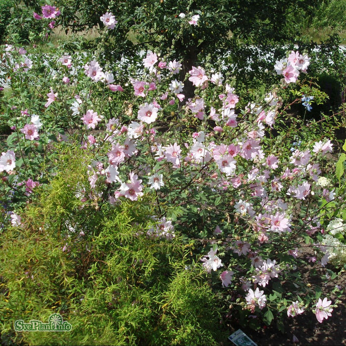 Malva clementii 'Barnsley' A-kval