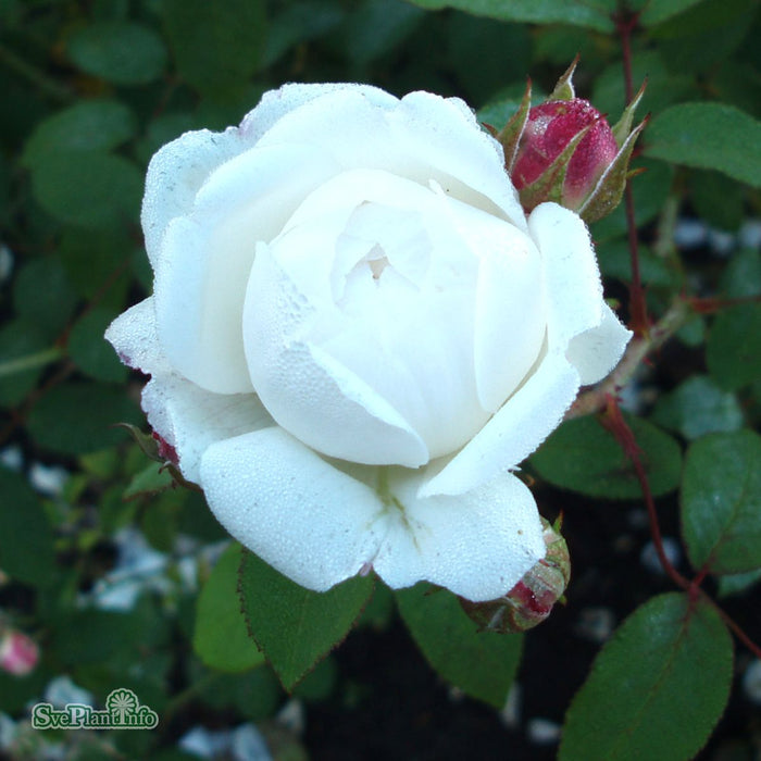 Rosa 'Winchester Cathedral' A-kval C6