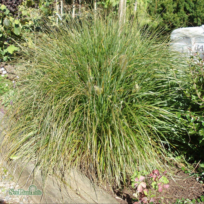 Pennisetum 'Hameln' A-kval C5