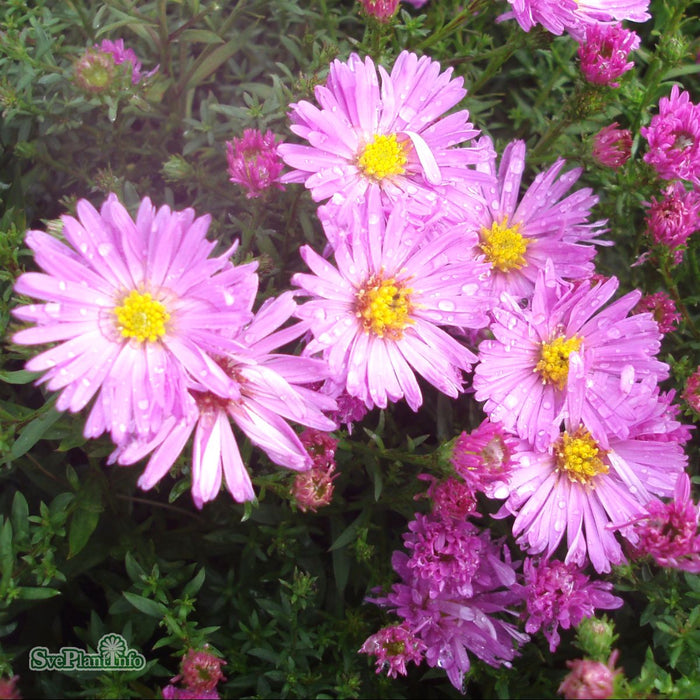Symphyotrichum dumosum 'Herbstguss Von Bresserhof' A-kval