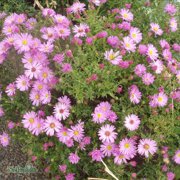 Symphyotrichum dumosum 'Herbstguss Von Bresserhof' A-kval