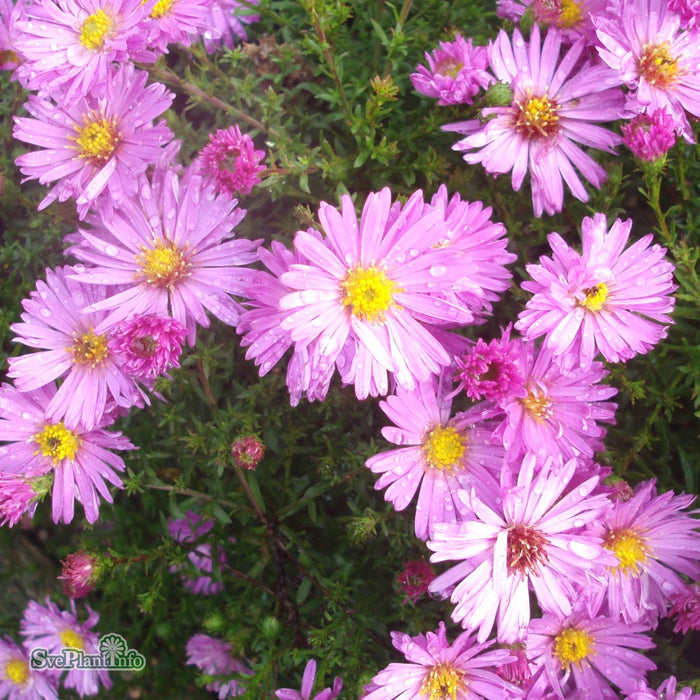 Symphyotrichum dumosum 'Herbstguss Von Bresserhof' A-kval