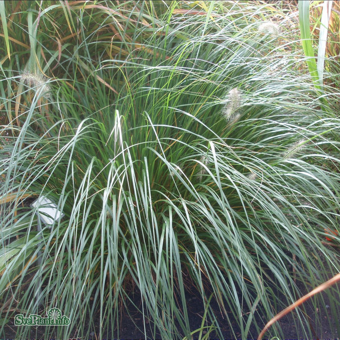 Pennisetum alopecuroides 'Hameln' A-kval