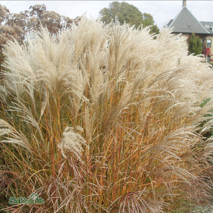 Miscanthus sinensis 'Kleine Fontäne' A-kval