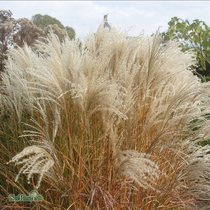 Miscanthus sinensis 'Kleine Fontäne' A-kval