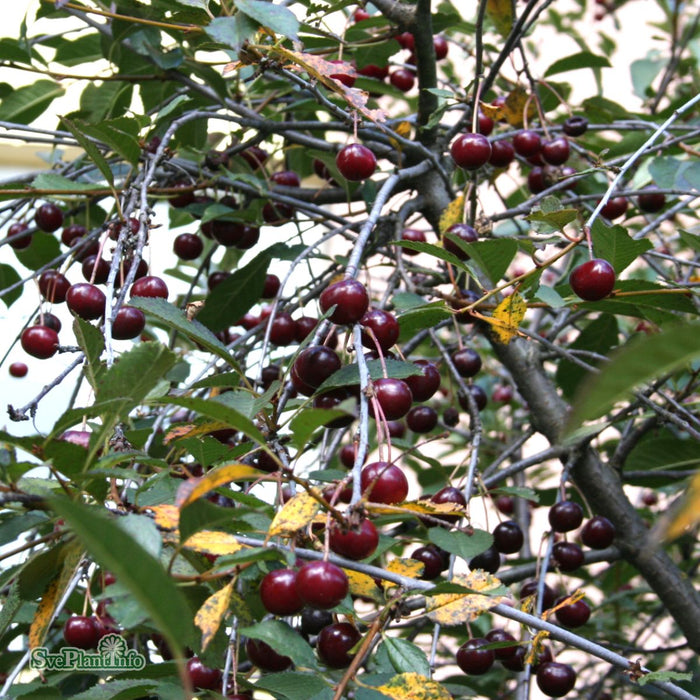 Prunus cerasus 'Berit' C3,5