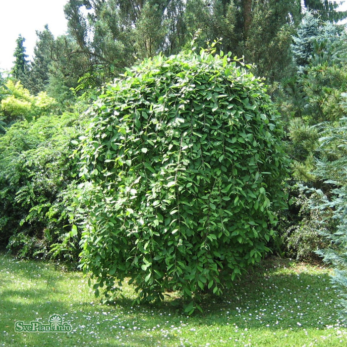 Salix purpurea 'Pendula' Stam C5 125cm
