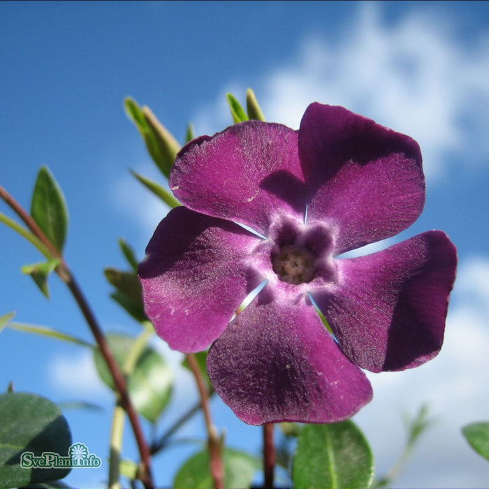 Vinca minor 'Atropurpurea' A-kval