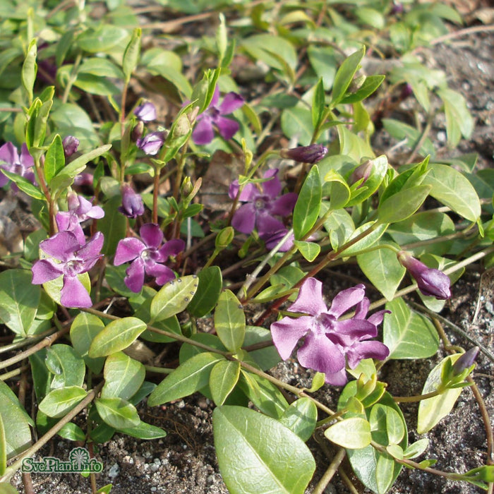 Vinca minor 'Atropurpurea' A-kval