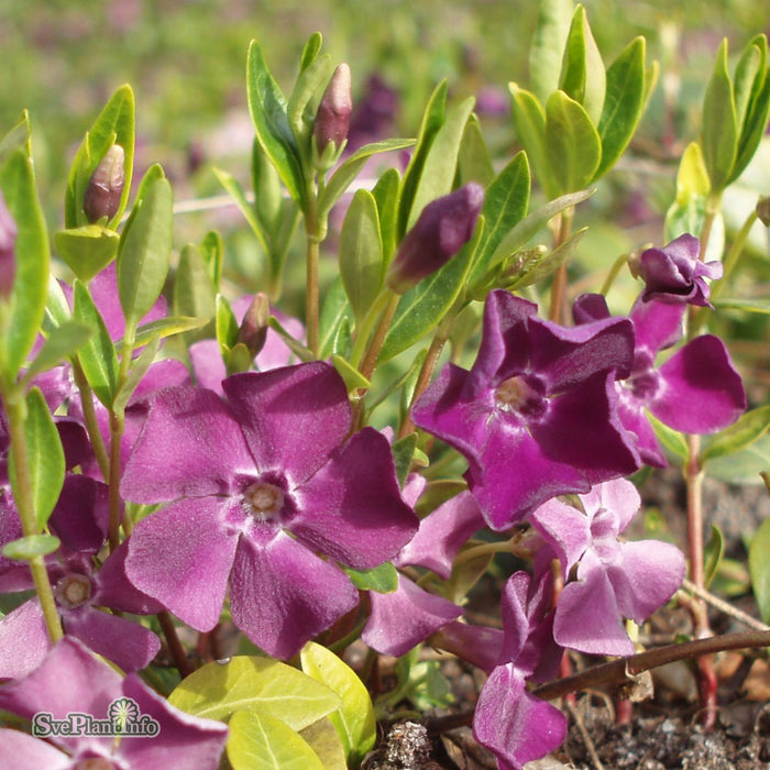 Vinca minor 'Atropurpurea' A-kval