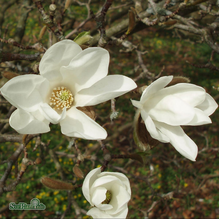 Magnolia kobus Solitär C20 200-250cm
