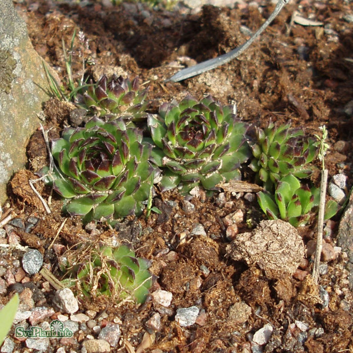 Sempervivum 'Reinhardt' A-kval