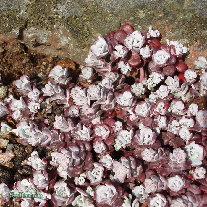 Sedum spathulifolium 'Purpureum' A-kval