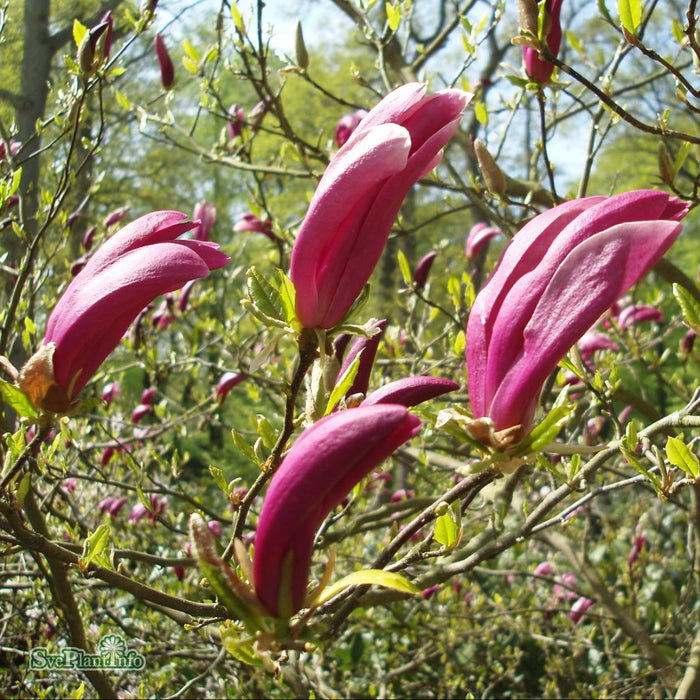 Magnolia (Liliiflora) 'Susan' Högstam C50 So 8-10