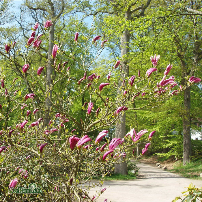 Magnolia (Liliiflora) 'Susan' Stam C10 70-80cm