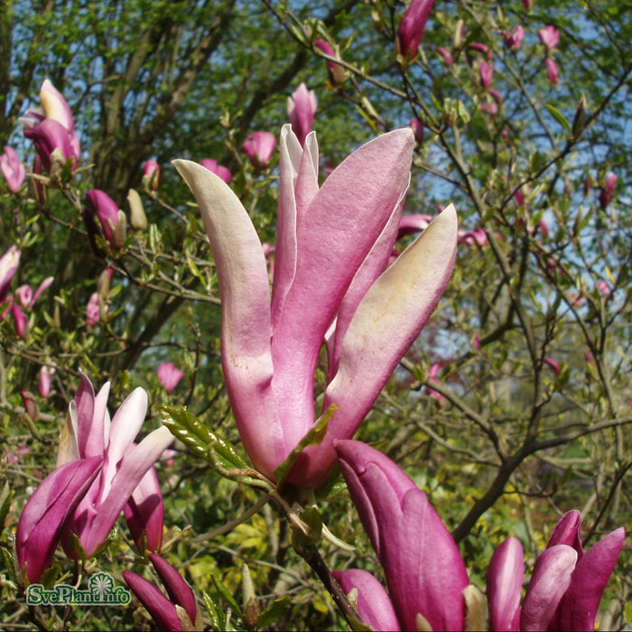 Magnolia (Liliiflora) 'Susan' Stam C10 70cm