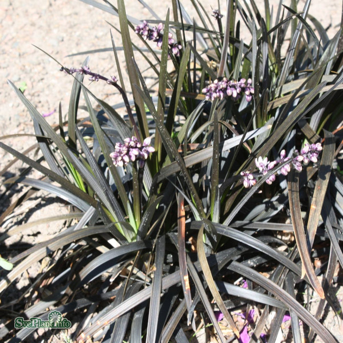 Ophiopogon planiscapus 'Nigrescens' A-kval