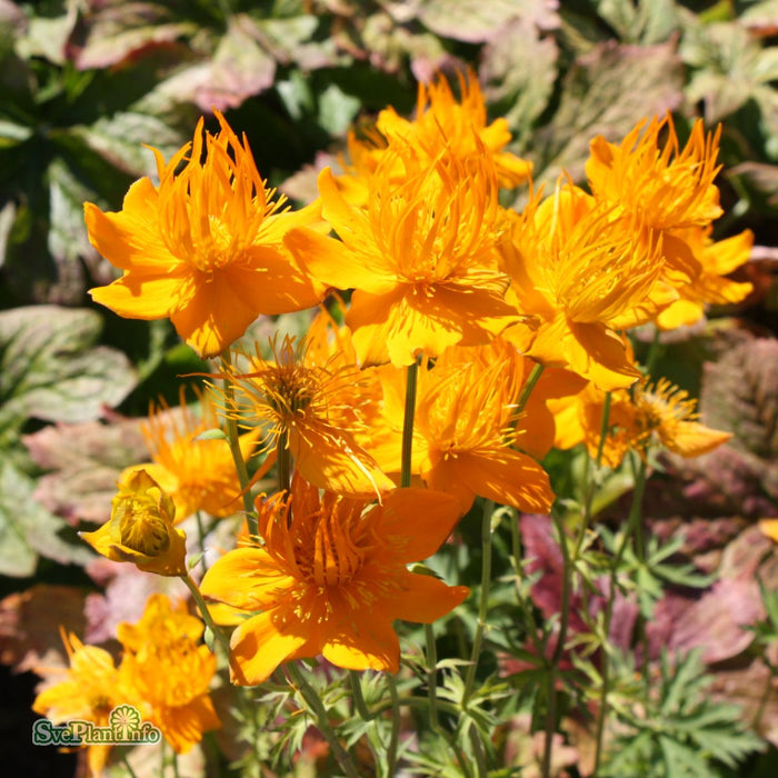 Trollius chinensis 'Golden Queen' A-kval