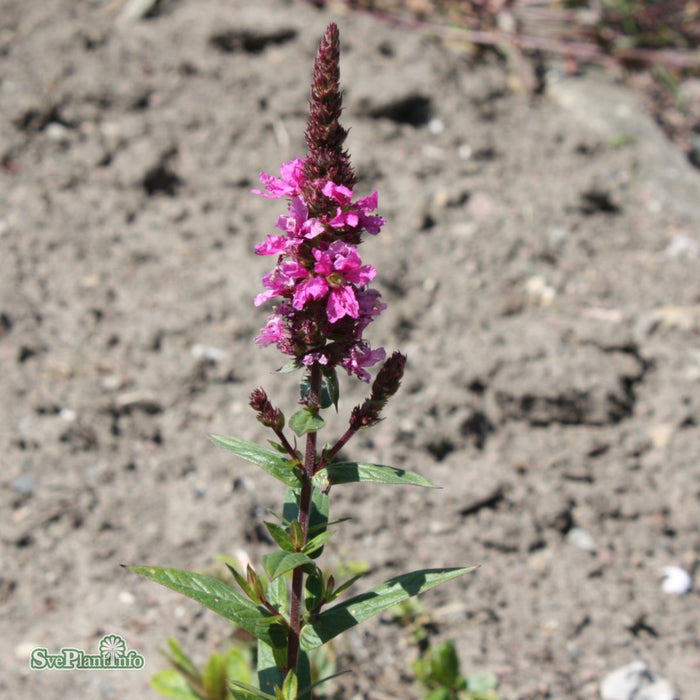 Lythrum scabrum 'Lady Sackville' A-kval