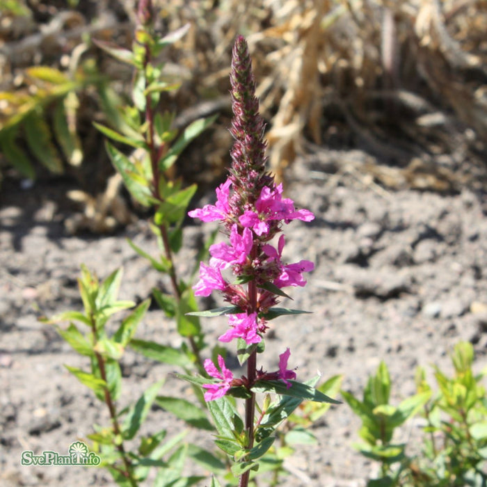 Lythrum scabrum 'Lady Sackville' A-kval