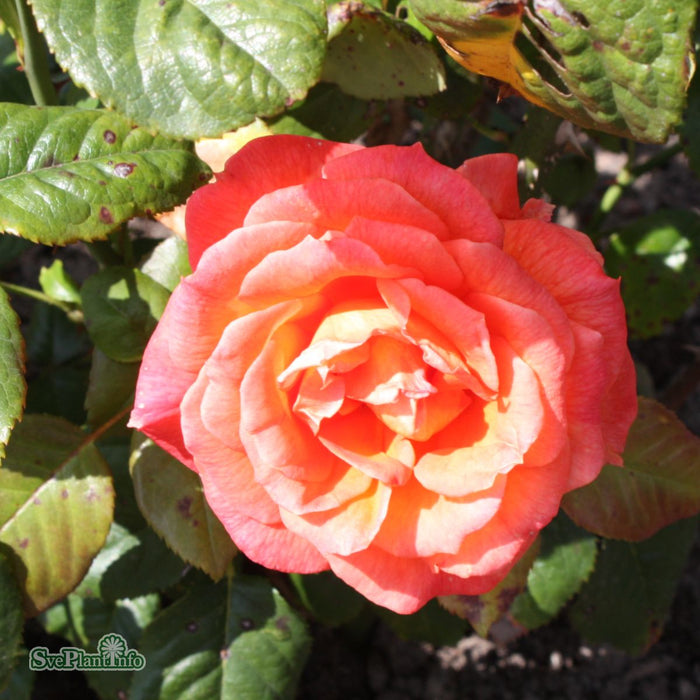 Rosa 'Dronning Ingrid' A kval C4