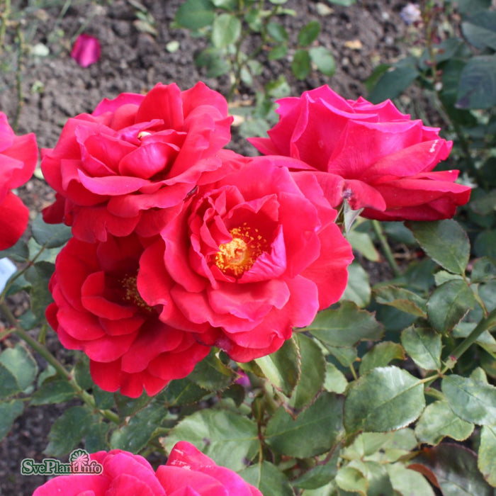 Rosa 'Leonora Christine' A kval C4