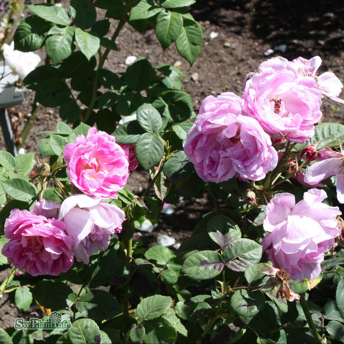 Rosa 'Bourbon Queen' A kval C4