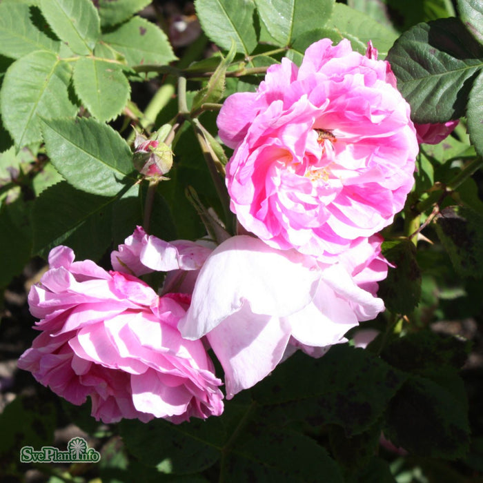 Rosa 'Bourbon Queen' A kval C4