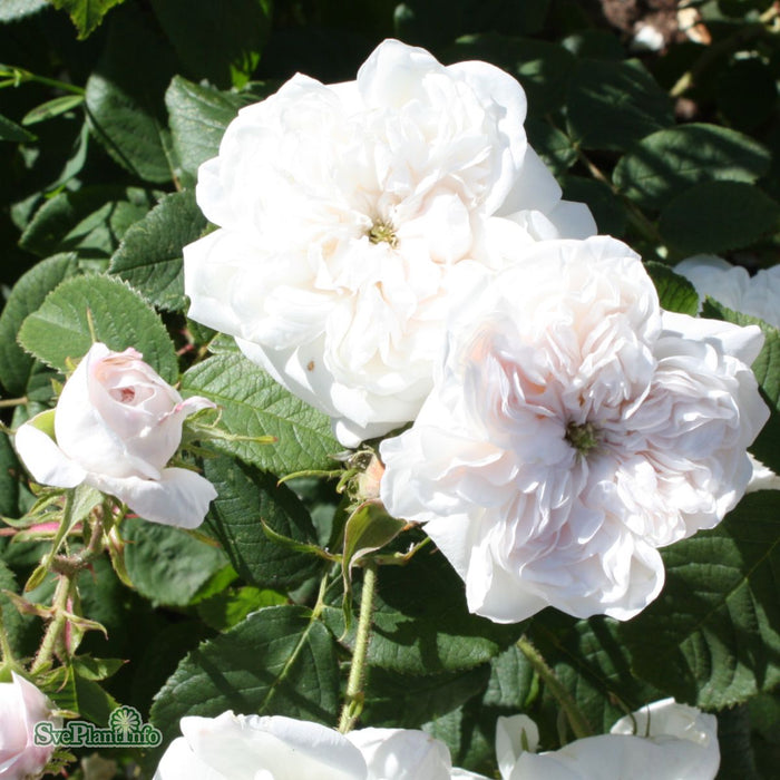 Rosa 'Mme. Hardy' A kval C4