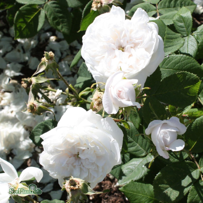 Rosa 'Mme. Hardy' A kval C4