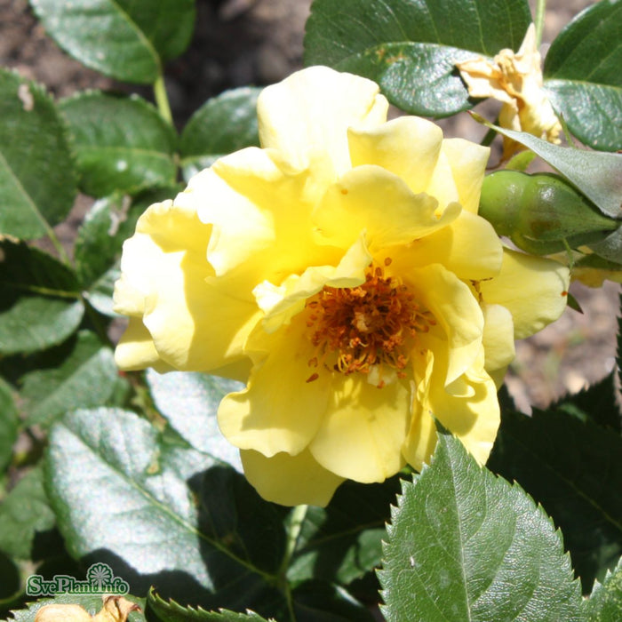 Rosa 'Lichtkönigin Lucia' A kval C4