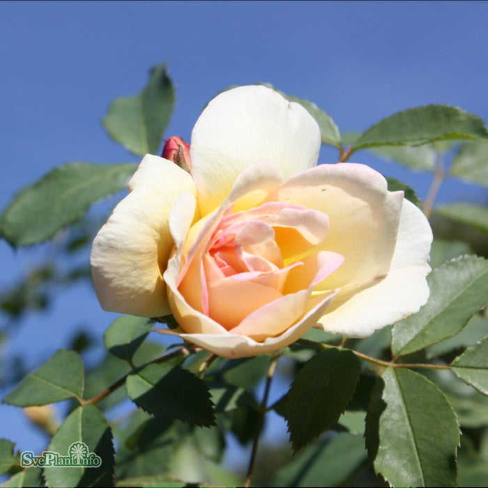 Rosa 'Frühlingsduft' A kval C4