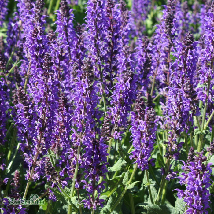 Salvia sylvestris 'Mainacht' A-kval