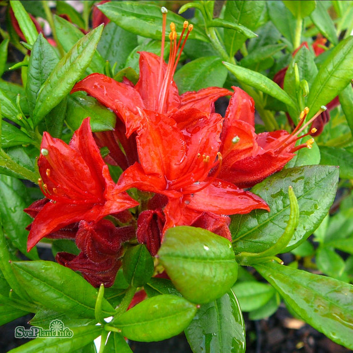 Rhododendron (Knap Hill) 'Satan' Busk C5 40-50cm