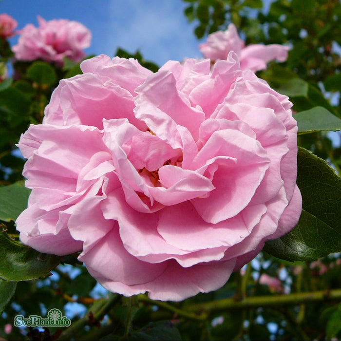 Rosa 'Gerbe Rose' A kval C4