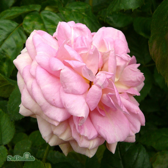Rosa 'Aloha' A kval C4