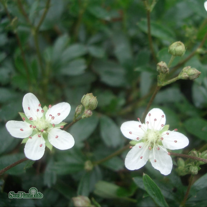 Potentilla tridentata 'Nuuk' A-kval