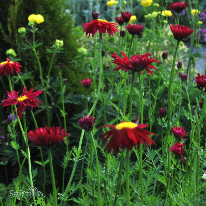 Tanacetum coccineum 'Robinson's Red' A-kval