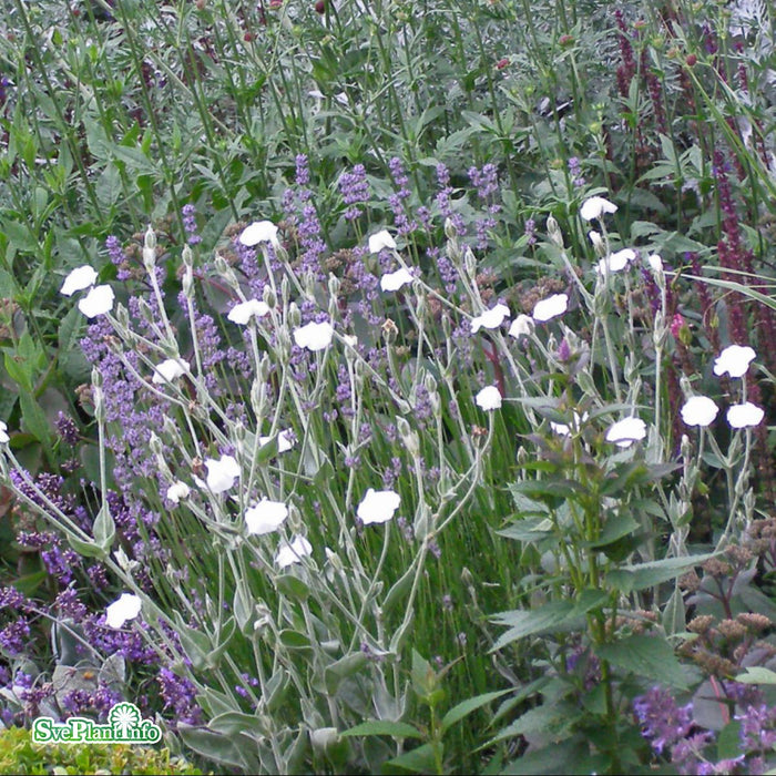 Lychnis coronaria 'Alba' A-kval