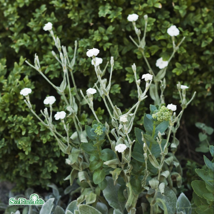 Lychnis coronaria 'Alba' A-kval