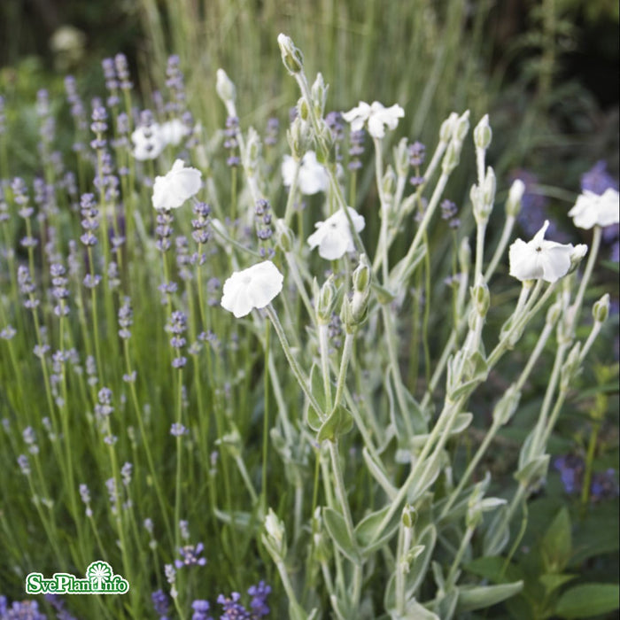 Lychnis coronaria 'Alba' A-kval