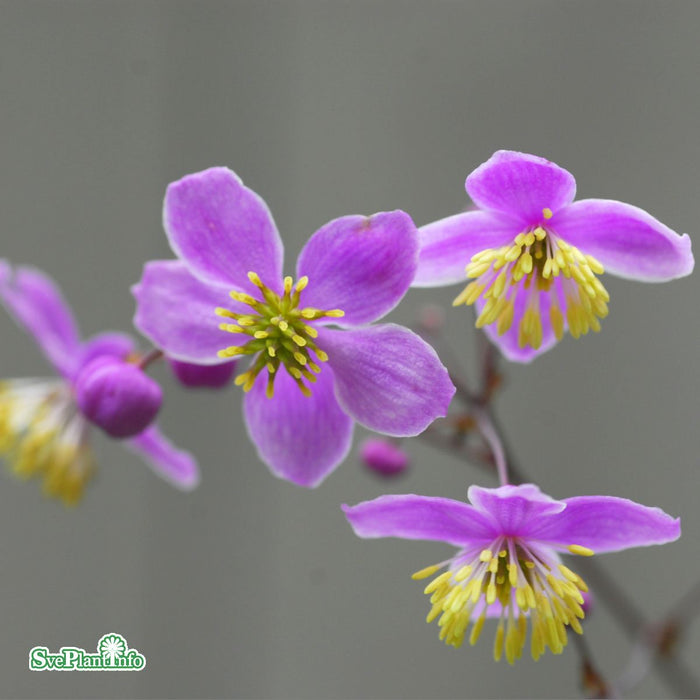 Thalictrum rochebruneanum A-kval