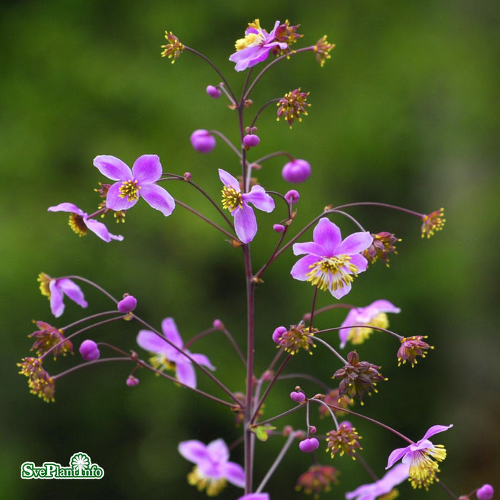 Thalictrum rochebruneanum A-kval