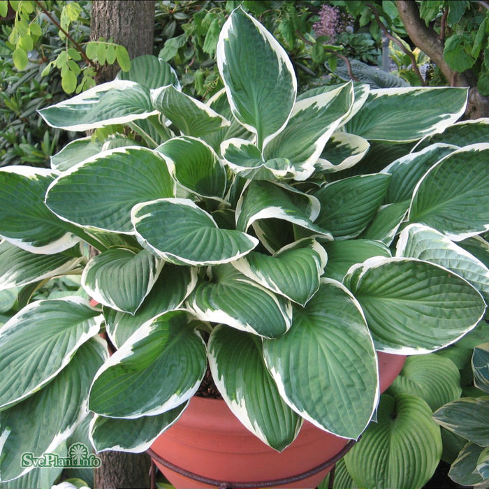 Hosta (Fortunei-Gruppen) 'Francee' A-kval