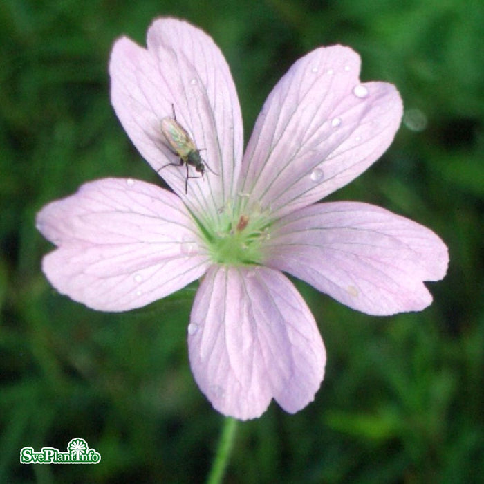 Geranium endressii A-kval