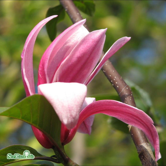 Magnolia (Liliiflora) 'Galaxy' Högstam Kl So 18-20