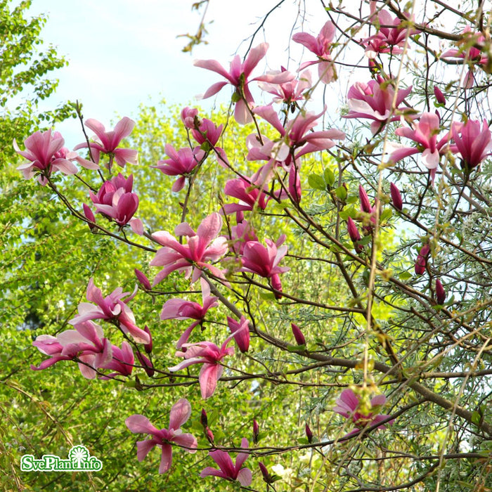 Magnolia (Liliiflora) 'Galaxy' Högstam C35 So 8-10