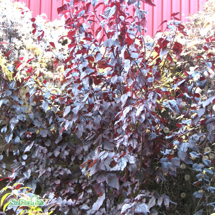 Prunus cerasifera 'Nigra' Högstam C15 160cm So 6-8