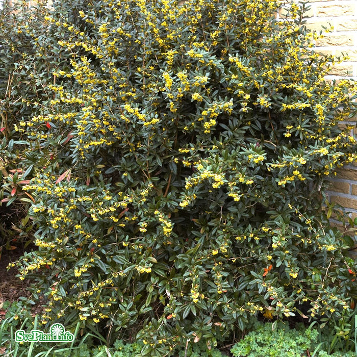 Berberis julianae Busk Kl 40cm